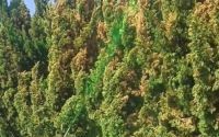 大连星海广场树木喷“绿漆”？真相揭晓：实为叶绿肥