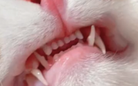 男子虐待小猫剪断牙齿：没送它去喵星就不错了