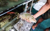 菲律宾渔业乱象：濒危物种公然交易的真相