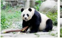 熊猫美香一家遭遇虐待？官方澄清：全家安康！