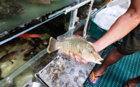 南海生态危机：菲律宾大肆捕捞濒危鱼类引发关注