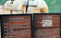 玉龙雪山景区牦牛轮班制度引发热议，背后的故事令人感动