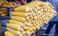 玉米市场一夜大变！30水玉米突然“涨价”！