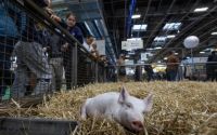 中国允许法国猪源性蛋白饲料进口，合作助力猪肉出口增长