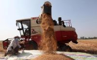 小麦价格暴跌！市场降价风波引关注