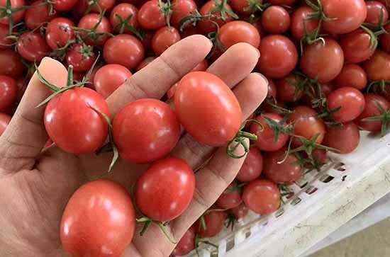 西红柿炒洋白菜过程,如下所示