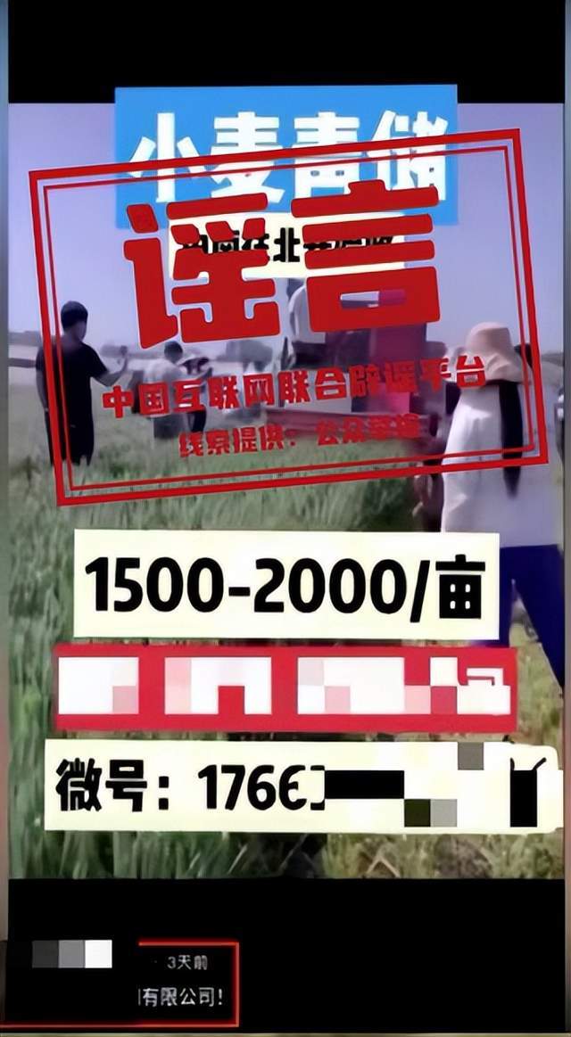 ("收割未成熟小麦作青贮饲料"不实):农业部辟谣小麦青贮经济效益